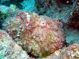 Poisson pierre - Synanceia verrucosa